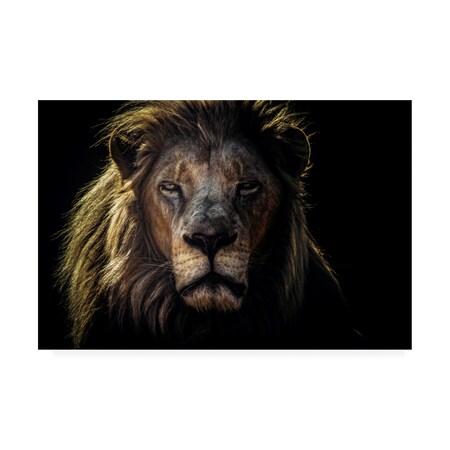 Jackson Carvalho 'Face To Face Lion' Canvas Art,30x47